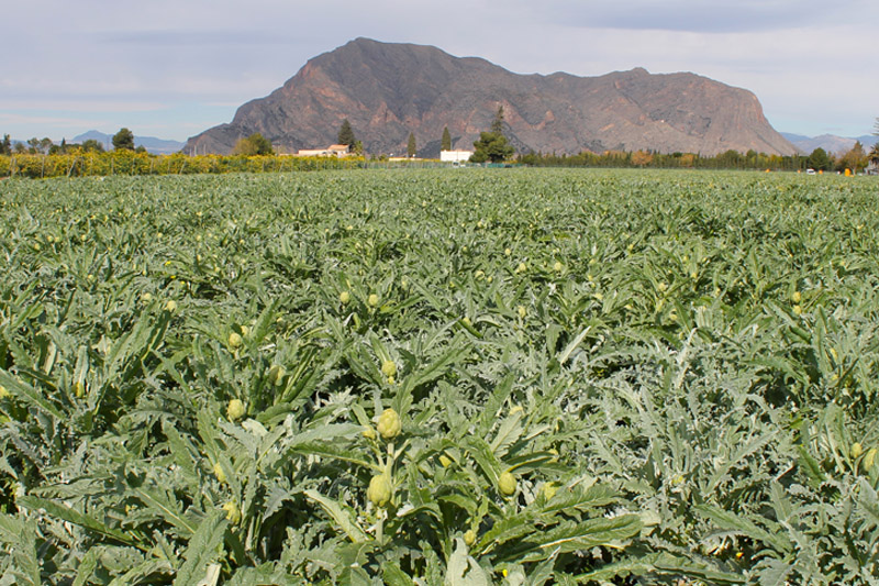La alcachofa de la Vega Baja, nuestro producto fetiche.